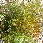 Foeniculum vulgare - Purpureum - Purple Fennel, Foeniculum - 2nd Image